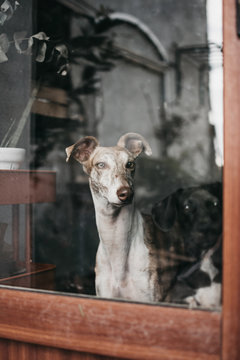 Adorable Spanish greyhounds staring at camera while sitting behind window at home