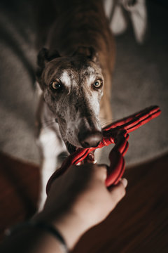 From above cute Spanish greyhound biting and pulling toy from hand of anonymous owner at home