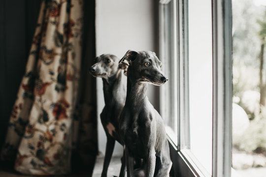 Adorable Spanish greyhounds looking through window while sitting behind window at home