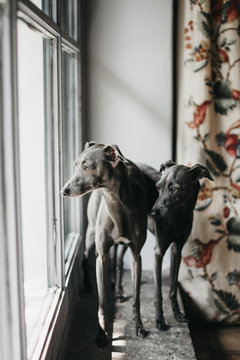 Adorable Spanish greyhounds looking through window while sitting behind window at home