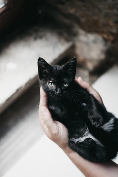 From above hands of unrecognizable person holding little black kitty over steps on street
