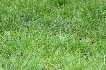 Fresh green grass after rain in the early morning