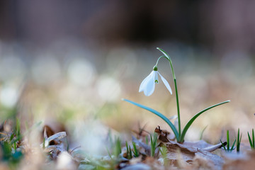 Snowdrop or common snowdrop 