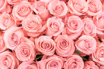 Background of pink and peach roses. Fresh pink roses. A huge bouquet of flowers. The best gift for women.