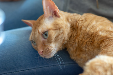 Adorable curly cat Ural Rex lies on the leg of the owner .