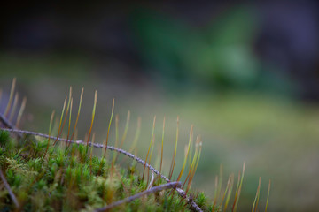 Fototapeta premium Close up of new spring growth on a forest floor selective focus