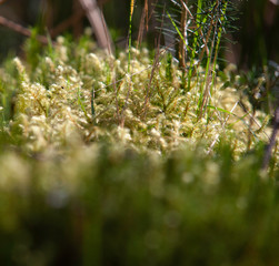 Fresh spring growth on the forest floor of moss lichen sphagnum in sunshine selective focus