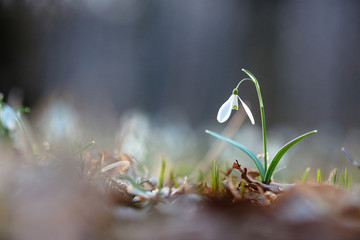 Snowdrop or common snowdrop 