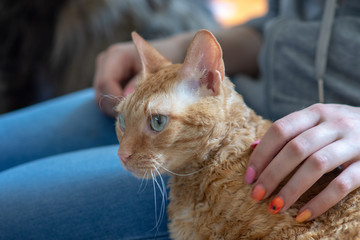 Adorable curly cat Ural Rex sits near the owner and looks with green eyes.