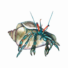 Hermit crab in the shell.  © Na.Ko.