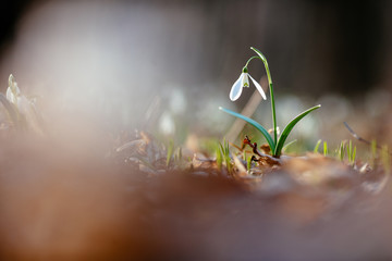 Snowdrop or common snowdrop 