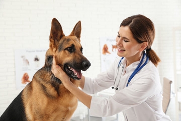 Professional veterinarian examining German Shepherd dog in clinic