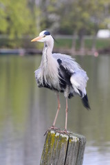 Reiher