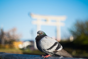dove