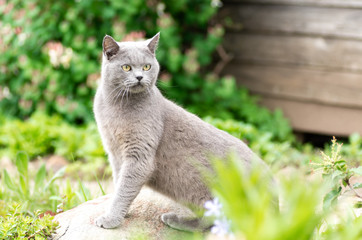 Naklejka na ściany i meble Portrait of a gray British cat on a background of green leaves