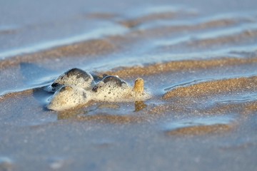 A group of hermit crabs crawling on the wetland at the sea beach