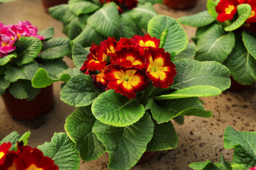 Potted blooming flowers on table, closeup. Home gardening