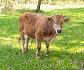 Calf standing on grass looking towards the camera