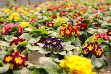 Many potted blooming flowers in greenhouse. Home gardening