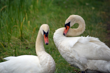 Obraz premium Schwäne