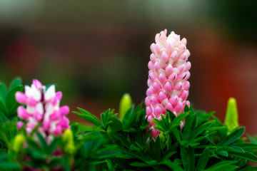 Macro of a flower in spring