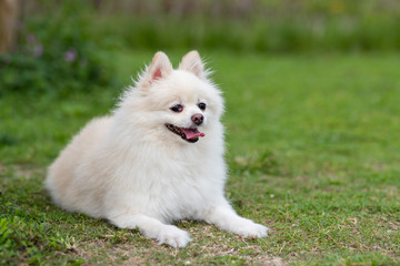 White pomeranian dog at green lawn park