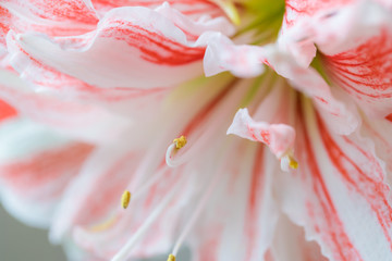 Striped Barbados lily close up