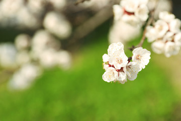Obraz premium Beautiful apricot tree branch with tiny tender flowers against blurred background, space for text. Awesome spring blossom