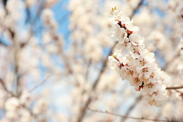 Beautiful apricot tree branches with tiny tender flowers outdoors, space for text. Awesome spring blossom