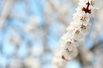 Beautiful apricot tree branch with tiny tender flowers outdoors, space for text. Awesome spring blossom