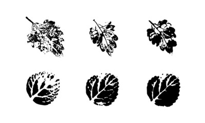 Leaf prints set. Leaves on a white background.