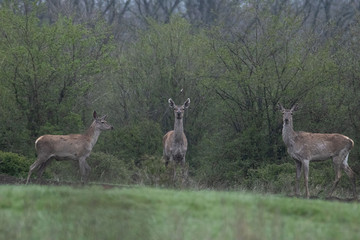 Three deer standing in a forest. Two of them are looking at the camera. Grass and trees are green.