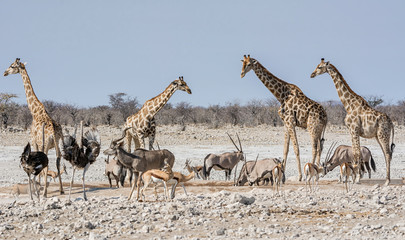 Busy Watering Hole