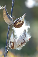 Milkweed 2