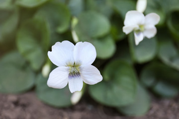 Beautiful spring flower in garden, closeup. Space for text