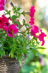 Pink petunias in hanging pots. Wicker pots of wicker to decorate the garden.