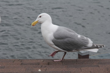 Close-up of seagull
