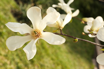 Naklejka na ściany i meble Magnolia tree branch with beautiful flowers outdoors, closeup. Awesome spring blossom