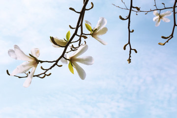 Magnolia tree branches with beautiful flowers against blue sky. Awesome spring blossom