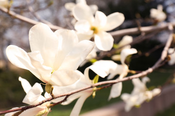 Magnolia tree branches with beautiful flowers outdoors, closeup. Awesome spring blossom