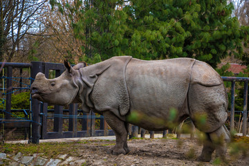 View of a large rhino in the park for a walk.