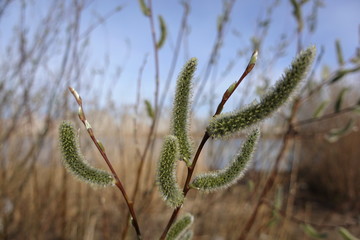 grass, field, nature, plant