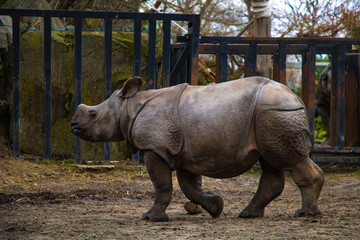 Rhino rhino running around the zoo and having fun.