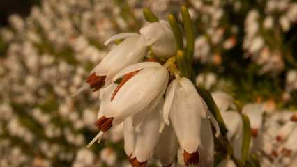 Heather in Spring, bee flying making honey