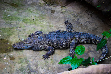 View of an adult crocodile on top, lying near the plants.