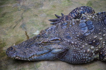 Close up on crocodile head with big teeth.