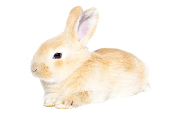 rabbit on white background