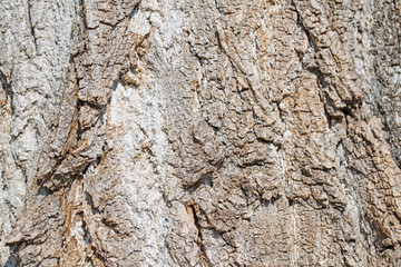 Rinde der Pappel, Populus