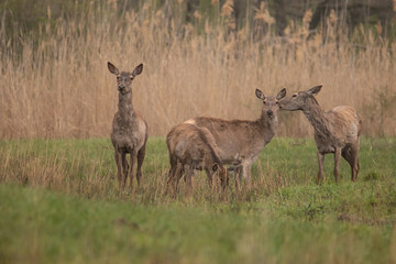 A group of deer standing on the field. In the background, trees and reeds, they all look at the camera. The grass beneath the hooves of the green. They're brown.