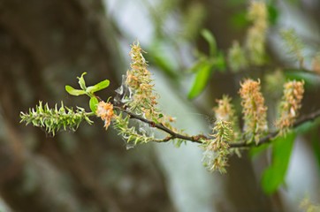 Flowers in Beluso, Bueu